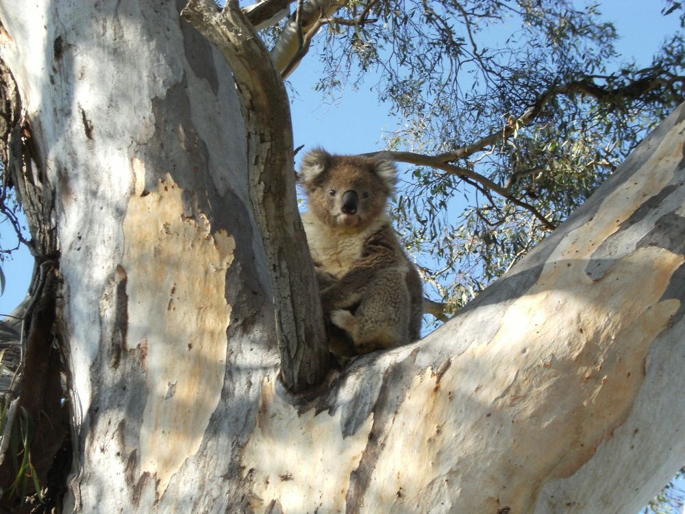 Koala Tahbilk